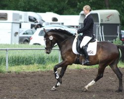 dressage horse Nappo G (German Riding Pony, 2009)