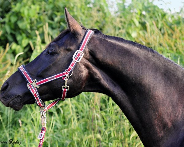 dressage horse Don Noir (Hanoverian, 2009, from Don Frederico)
