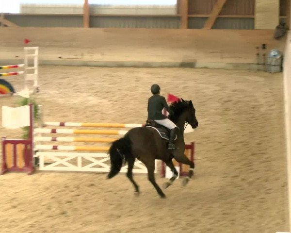 Reitturnier Schaffhausen 2022