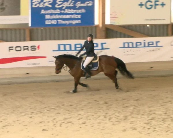Reitturnier Schaffhausen 2022