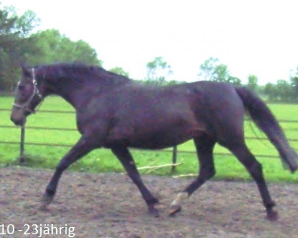 broodmare Barbara III (Holsteiner, 1987, from Coriander)