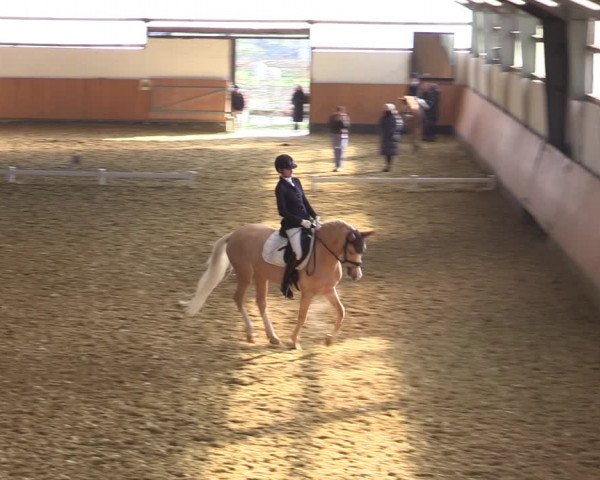 Reitturnier Datteln 2022