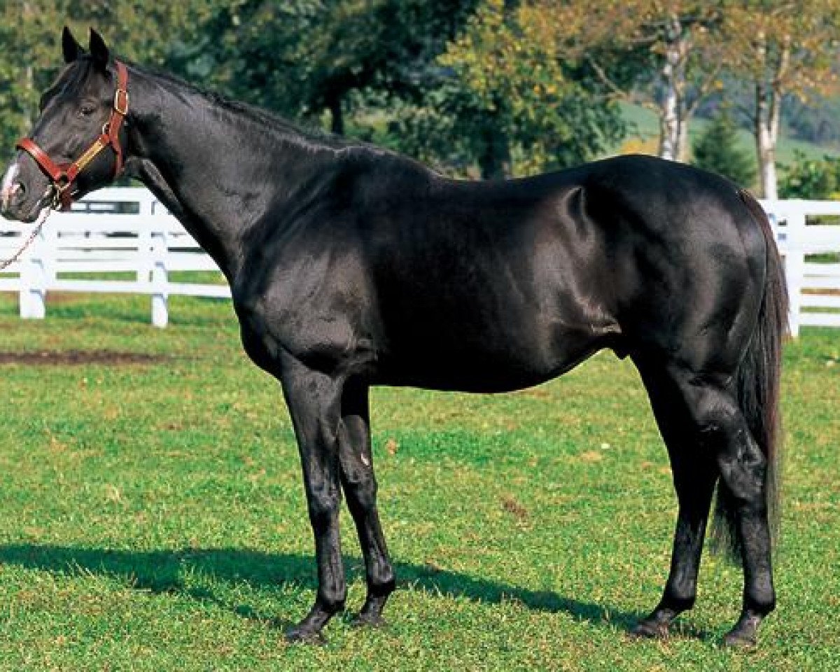Deckhengst Genuine xx (Englisches Vollblut, 1992, von Sunday Silence xx)