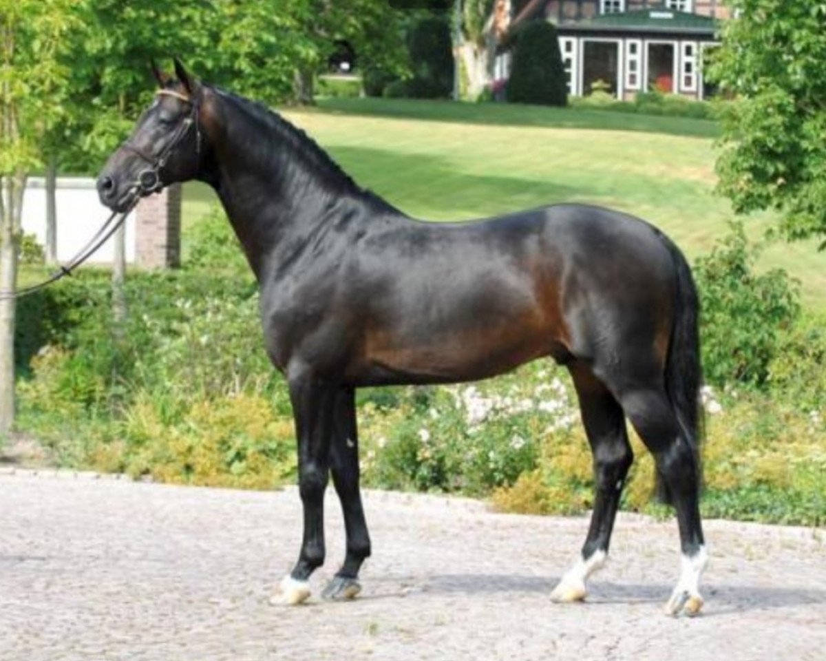 Deckhengst Contendro I (Holsteiner, 1997, von Contender)