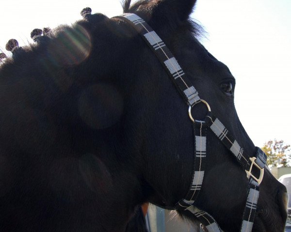 Pferd Galant 322 (Deutsches Reitpony, 1991, von Glanz I)