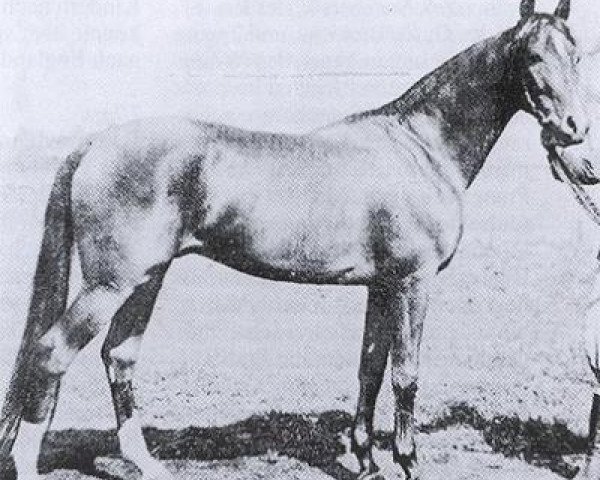 stallion Rasim III ox (Arabian purebred, 1931, from Rasim 1906 ox)