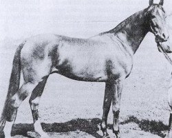 stallion Rasim III ox (Arabian purebred, 1931, from Rasim 1906 ox)