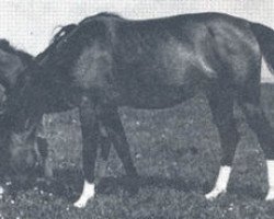 broodmare Elza ox (Arabian purebred, 1942, from Rasim Pierwszy ox)
