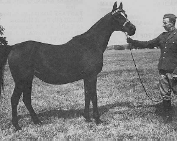 broodmare Ellora ox (Arabian purebred, 1950, from Witraz 1938 ox)
