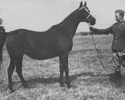broodmare Ellora ox (Arabian purebred, 1950, from Witraz 1938 ox)