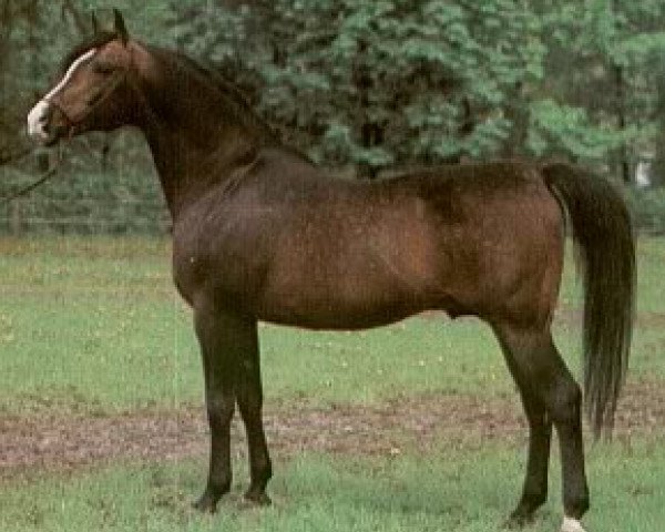 stallion Banat 1967 ox (Arabian purebred, 1967, from El Azrak ox)