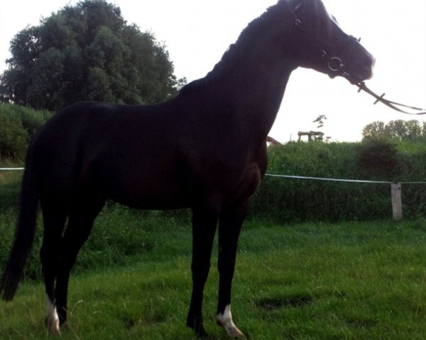 jumper Komet O (German Riding Pony, 2009, from Kennedy WE)