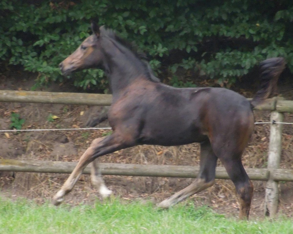 Broodmare Famosa THD (Oldenburger, 2013, from For Romance I)