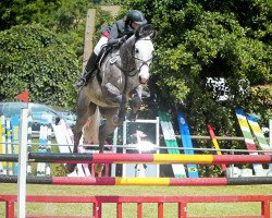 Springpferd Laguna's Boy (Polnisches Warmblut, 2002)