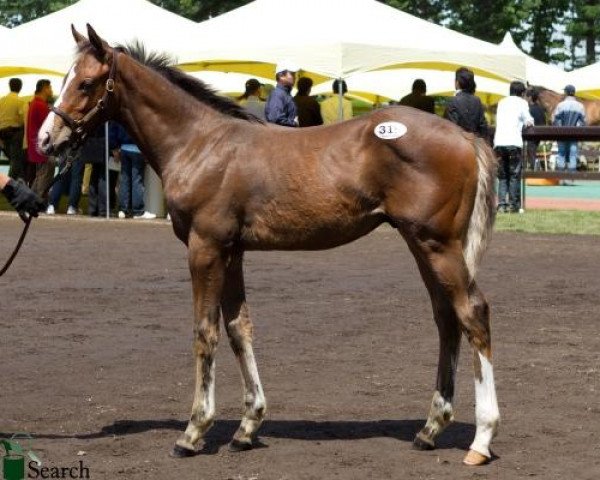 horse Balzac xx (Thoroughbred, 2010, from Falbrav xx) horse Balzac xx (Thoroughbred, 2010, from Falbrav xx)