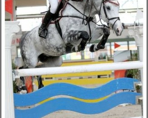 Zuchtstute Vuberta (KWPN (Niederländisches Warmblut), 2002, von Cavalier)