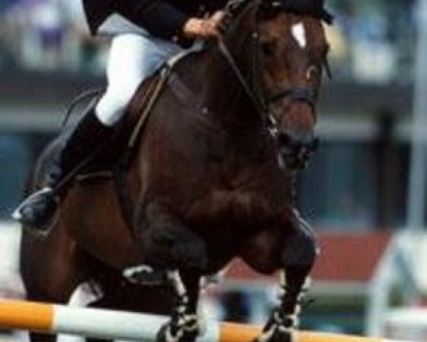 broodmare Leandra (Holsteiner, 1980, from Landgraf I) broodmare Leandra (Holsteiner, 1980, from Landgraf I)