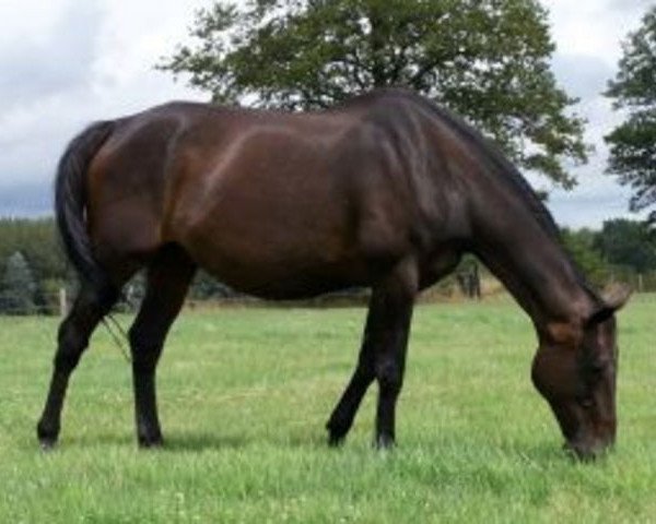 broodmare Daphne Paluelle (Selle Français, 1991, from Le Plantero)