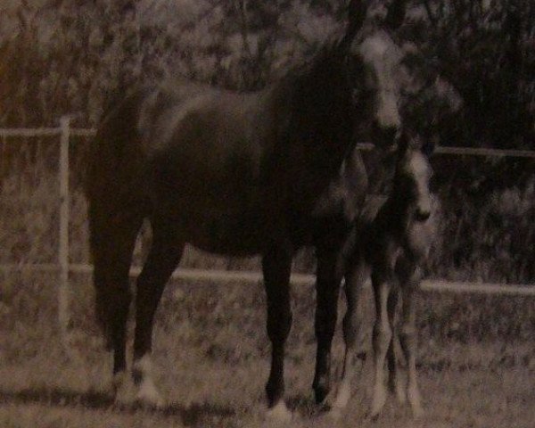 broodmare Starline (Selle Français, 1984, from Kayack)