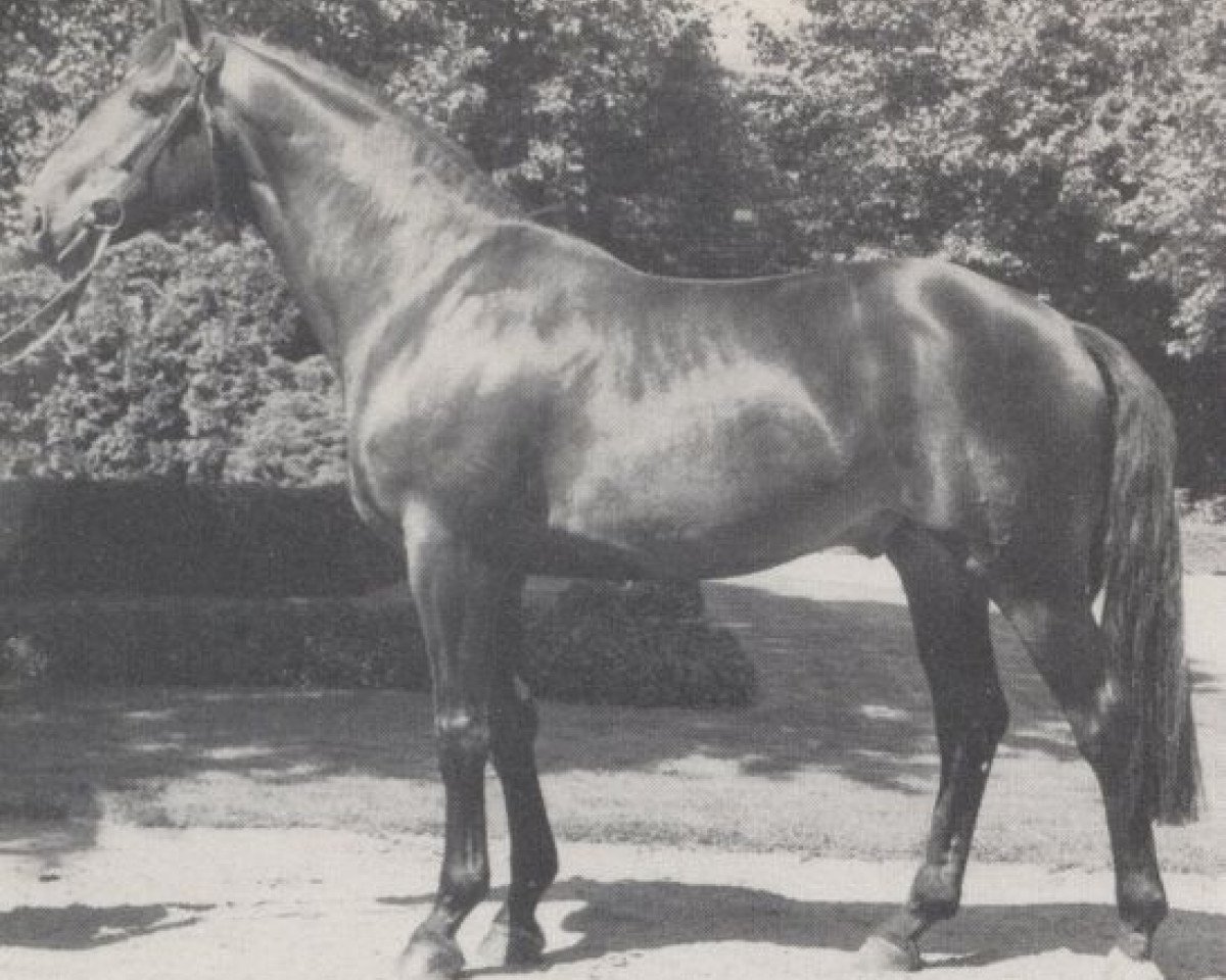 Deckhengst Treffer (Westfale, 1976, von Taipan xx)