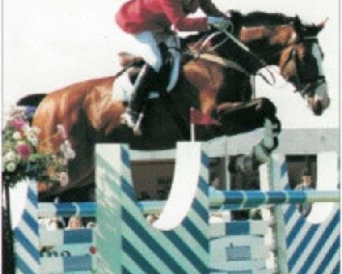Deckhengst Pachat II (Selle Français, 1981, von Hadj A AA)