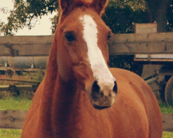jumper Melissa 288 (German Riding Pony, 2000, from Grande B)