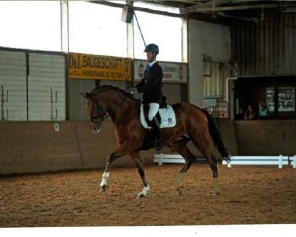 dressage horse Hogan 5 (Bavarian, 2007, from Herzruf)