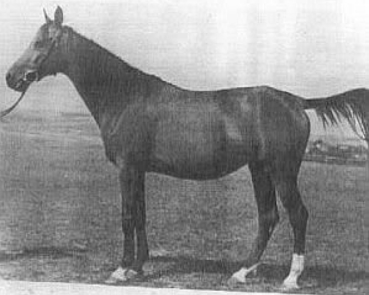 broodmare Rasima ox (Arabian purebred, 1943, from Rasim Pierwszy ox)