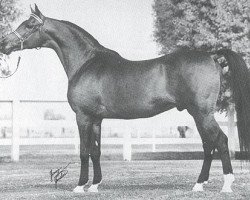 stallion Rustan ox (Arabian purebred, 1956, from Witraz 1938 ox)