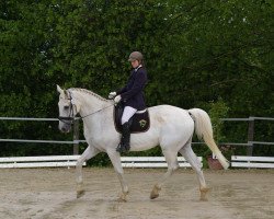 dressage horse Baron 255 (Holsteiner, 1995, from Bachus)