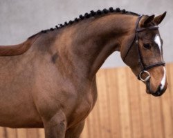 jumper Quitana van het Reigersnest (Belgian Warmblood, 2016, from Maestro van de Swalhoeve)