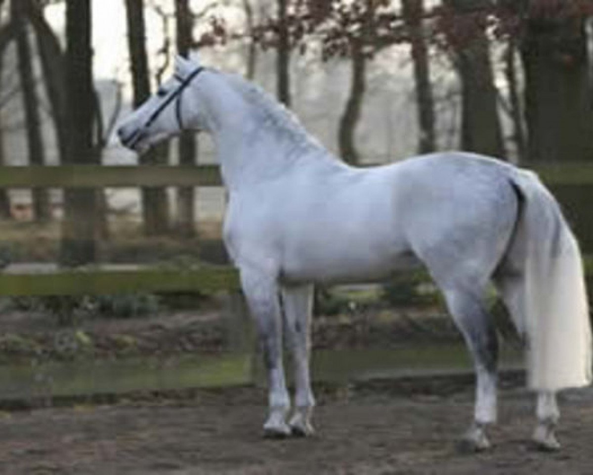 Deckhengst Calvino Z (Zangersheide Reitpferd, 1997, von Calvin Z)