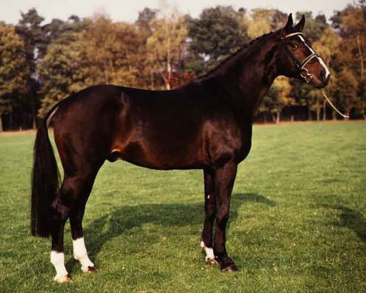 Deckhengst Zirkoon (KWPN (Niederländisches Warmblut), 1981, von Primus)