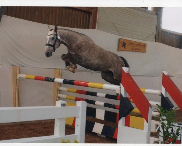 jumper Balousando HaB (Bavarian, 2009, from Baloussini)