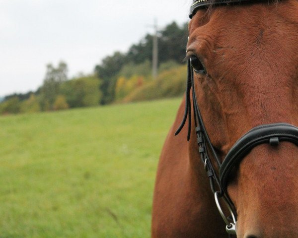 horse A Hermann (Oldenburg, 2000, from Argentinus)