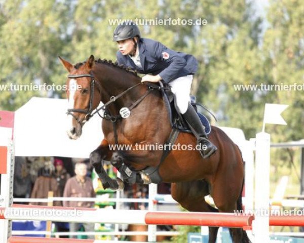 Springpferd Comtessa B (Deutsches Sportpferd, 2007, von Con Sherry)