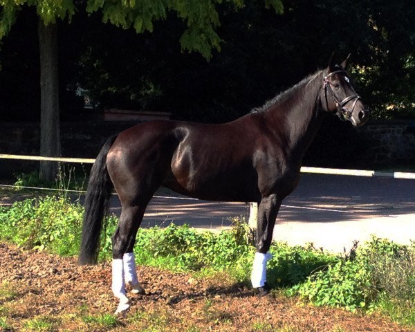 Pferd Bonamie 5 (Deutsches Reitpony, 2009, von Black Dancer)