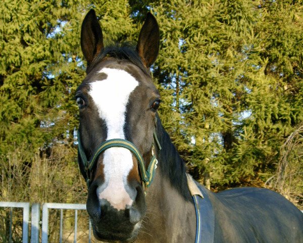 jumper Lucky Lady (Oldenburg, 1999, from Levantos I)