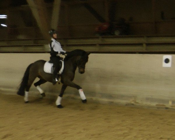 Dressurpferd Buffon HS (Deutsches Reitpony, 2006, von Benetton S)