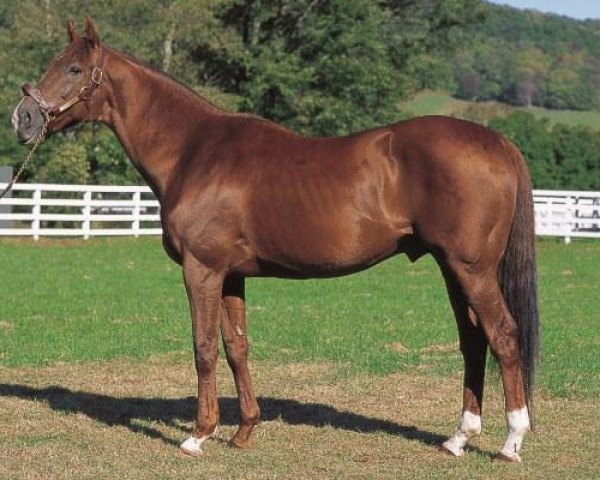stallion Timber Country xx (Thoroughbred, 1992, from Woodman xx)