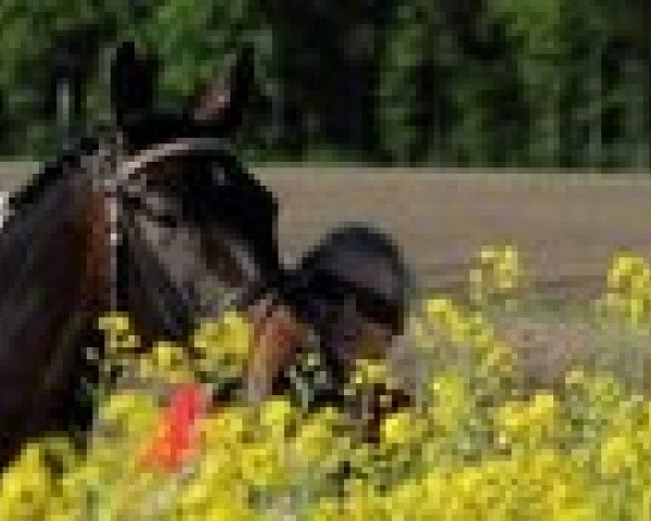jumper Samba de Janeiro (German Warmblood, 2008, from Samenco II K)