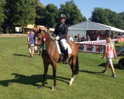 dressage horse Chico Chiwago R WE (German Riding Pony, 2010, from Choco Cracker)