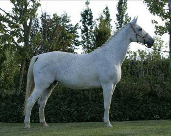 Broodmare Silver Dream (Hanoverian, 1996, from Singular Joter)