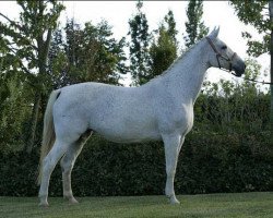 broodmare Silver Dream (Hanoverian, 1996, from Singular Joter)