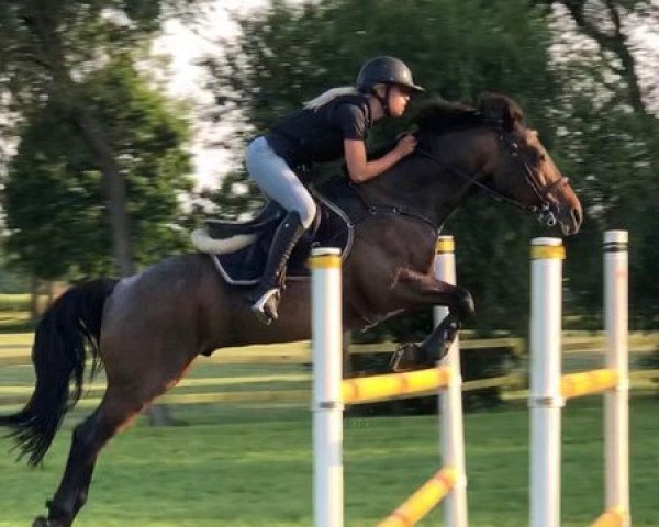 jumper Kotte Pil (Connemara Pony, 2008, from Poetic Justice)