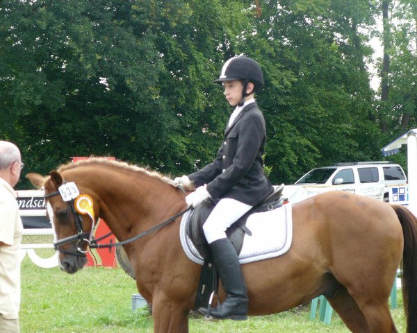 Dressurpferd Malik 13 (Deutsches Reitpony, 1993, von Marsvogel xx)