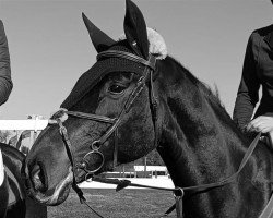 jumper Cicero's Unchained Melody (Belgian Warmblood, 2009, from Cicero Z van Paemel)