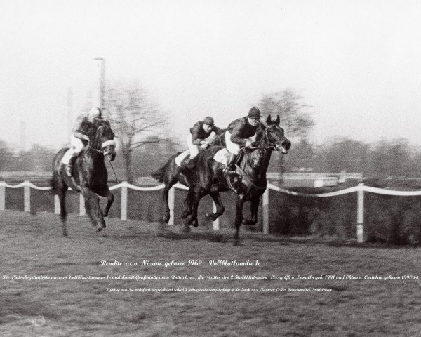 broodmare Rendite xx (Thoroughbred, 1962, from Nizam xx)
