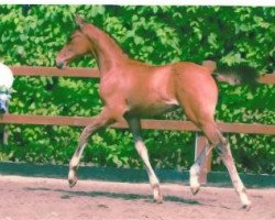 jumper Quantilly (Bavarian, 2006, from Quadrigus M)