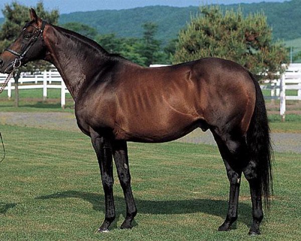 stallion Opera House xx (Thoroughbred, 1988, from Sadler's Wells xx) stallion Opera House xx (Thoroughbred, 1988, from Sadler's Wells xx)